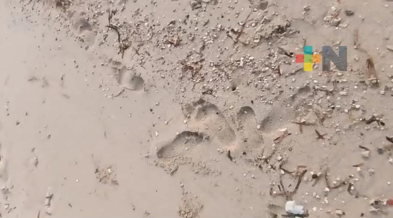 Personal del Aquarium de Veracruz descubre «pisadas» en la Isla de Sacrificios