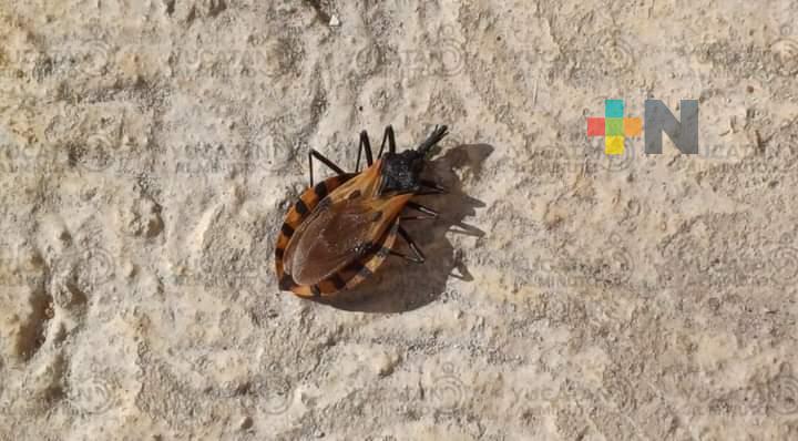 El mal de Chagas afecta a millones de personas en América Latina: OMS
