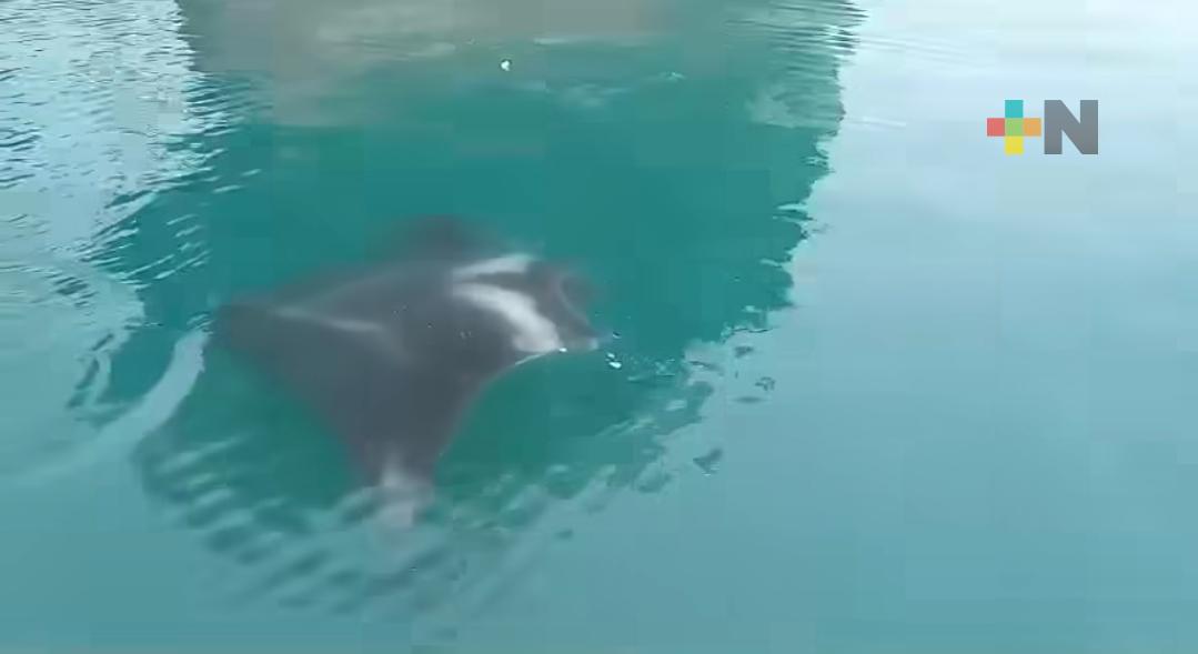 Avistan mantarrayas en el puerto de Veracruz