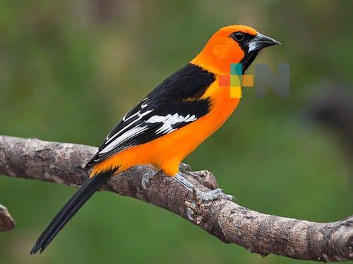 Realizan monitoreo de aves en zonas de Atoyac