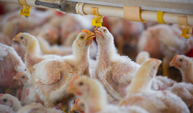 Exhorta Agricultura a avicultores a no bajar la guardia ante la influenza aviar AH5N1