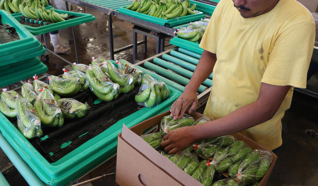 EUA, Japón y Canadá, principales consumidores del plátano mexicano; Veracruz es el tercer productor