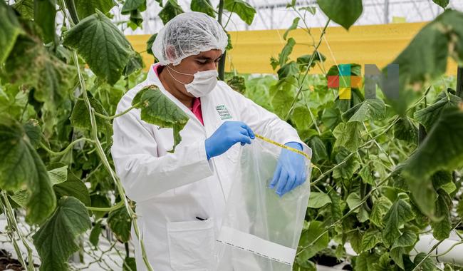 Convoca Agricultura a presentar candidatos para el Premio Nacional de Sanidad Vegetal