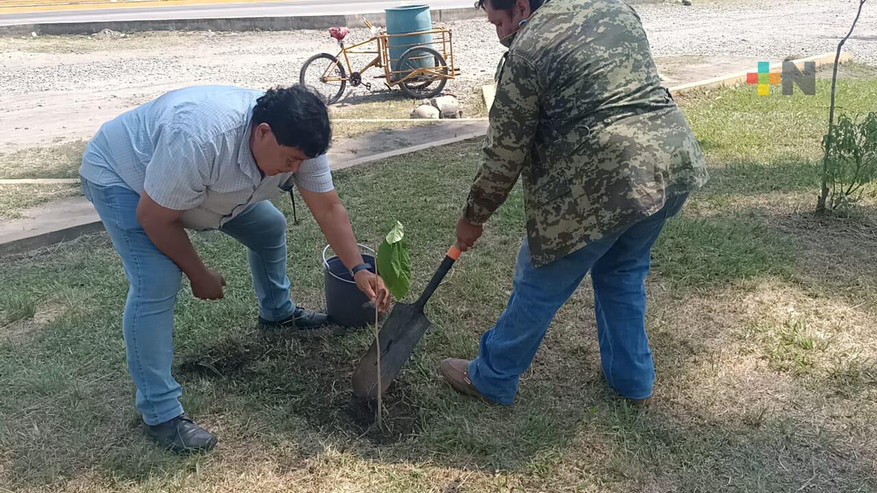 Reforestar es tarea de todos, un tema prioritario en Martínez de la Torre