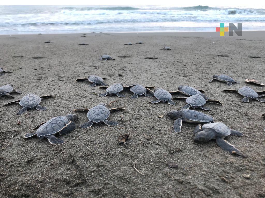 Exhortan a proteger a tortugas marinas en temporada de anidación