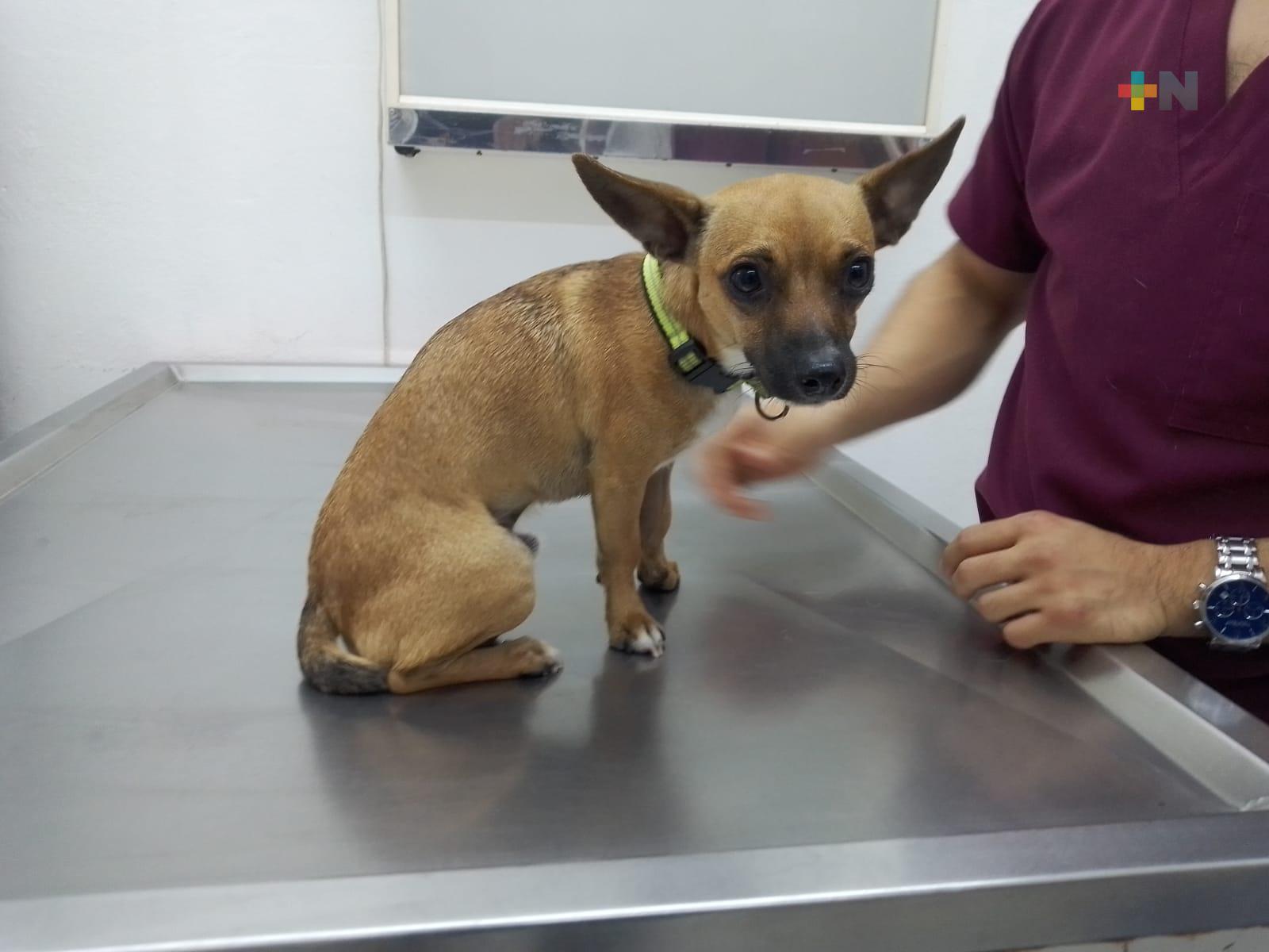 Importante vacunar a nuestras mascotas; nos pueden transmitir enfermedades