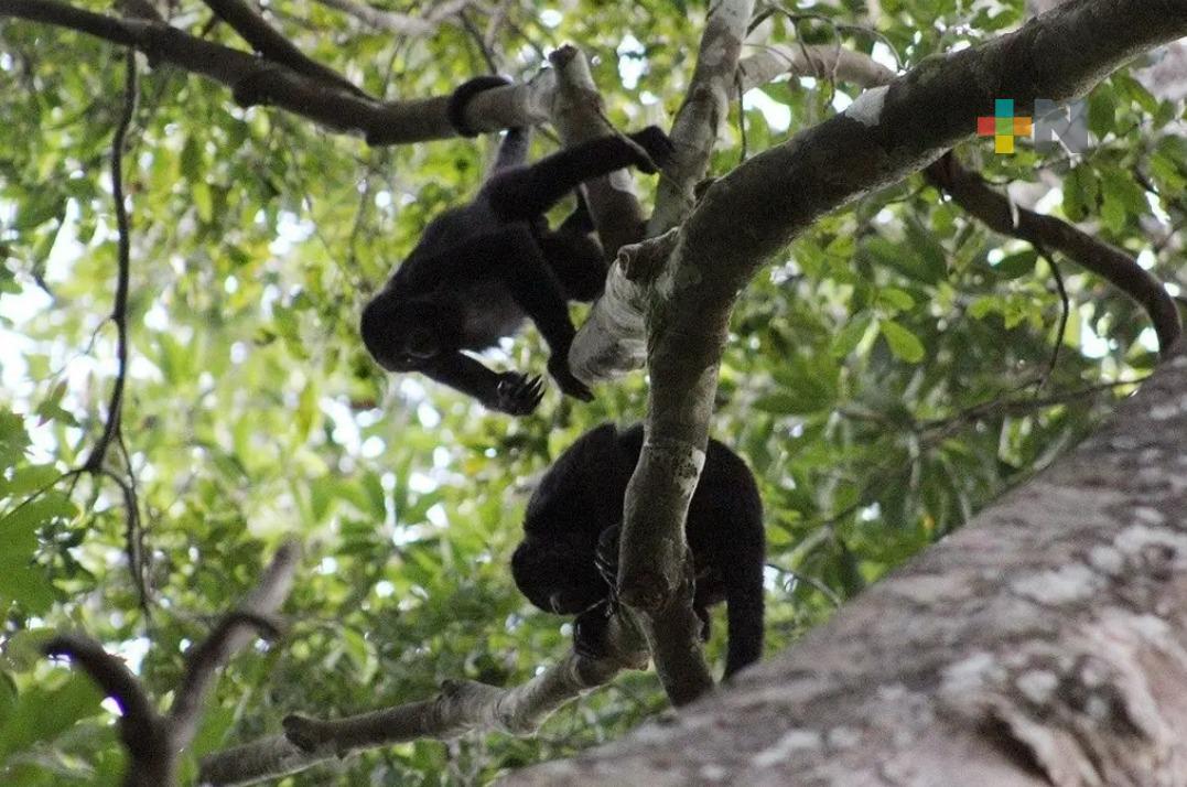 En zona sur de Veracruz no hay muerte de saraguatos pese a calor e incendios atípicos
