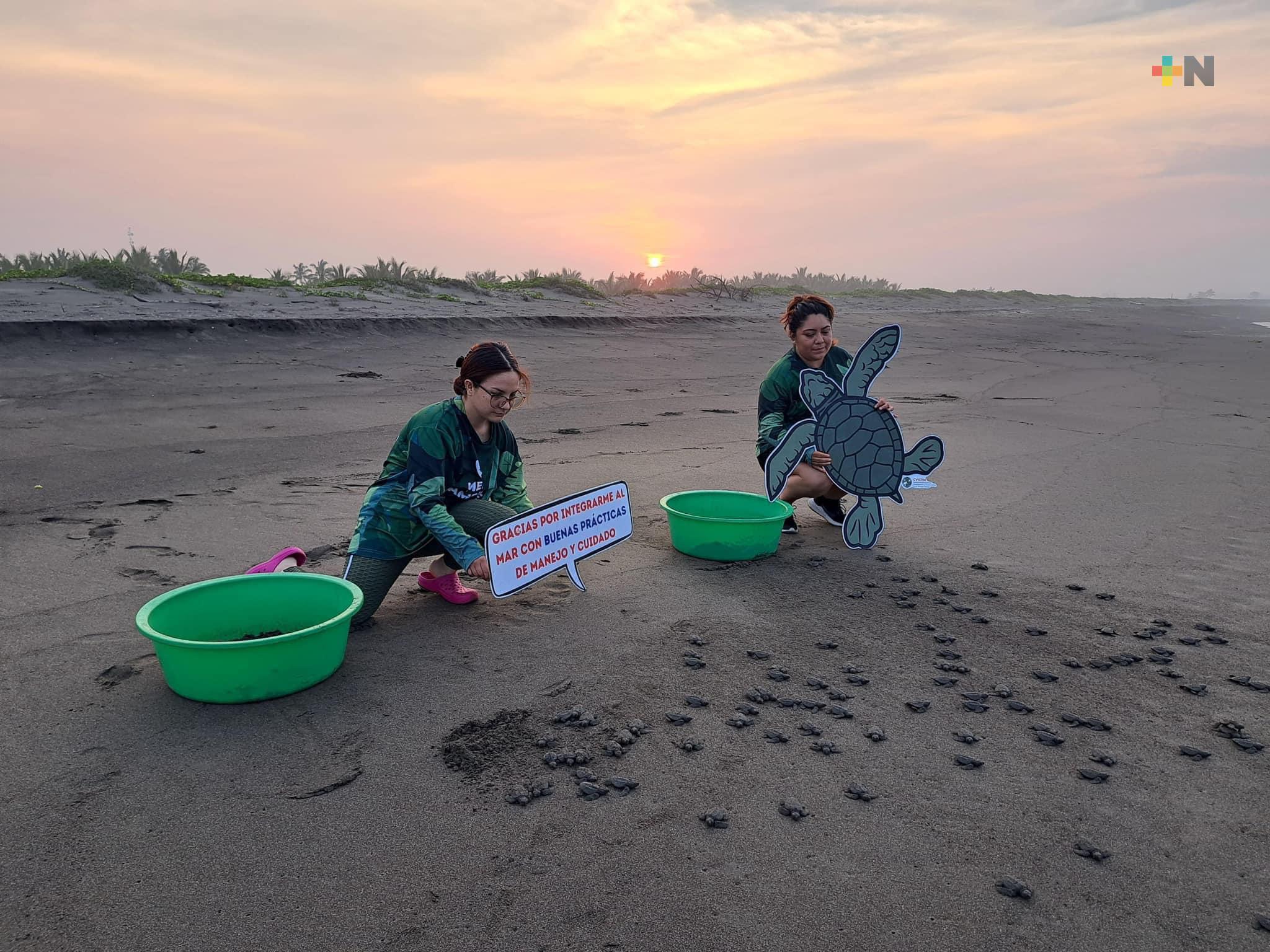 Centro Veracruzano de Investigación coadyuva a la  preservación de la Tortuga