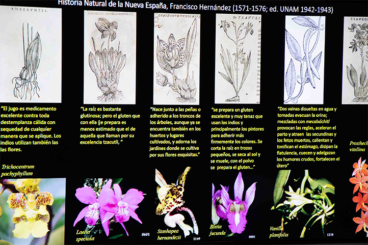 Plantas epífitas, impactadas y presionadas por el cambio climático