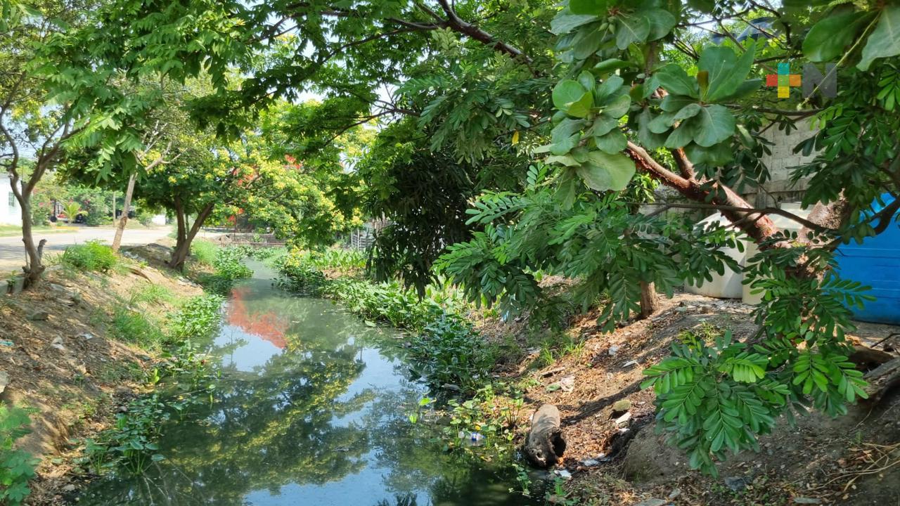 Aparecen cocodrilos en canales de aguas negras de Coatzacoalcos