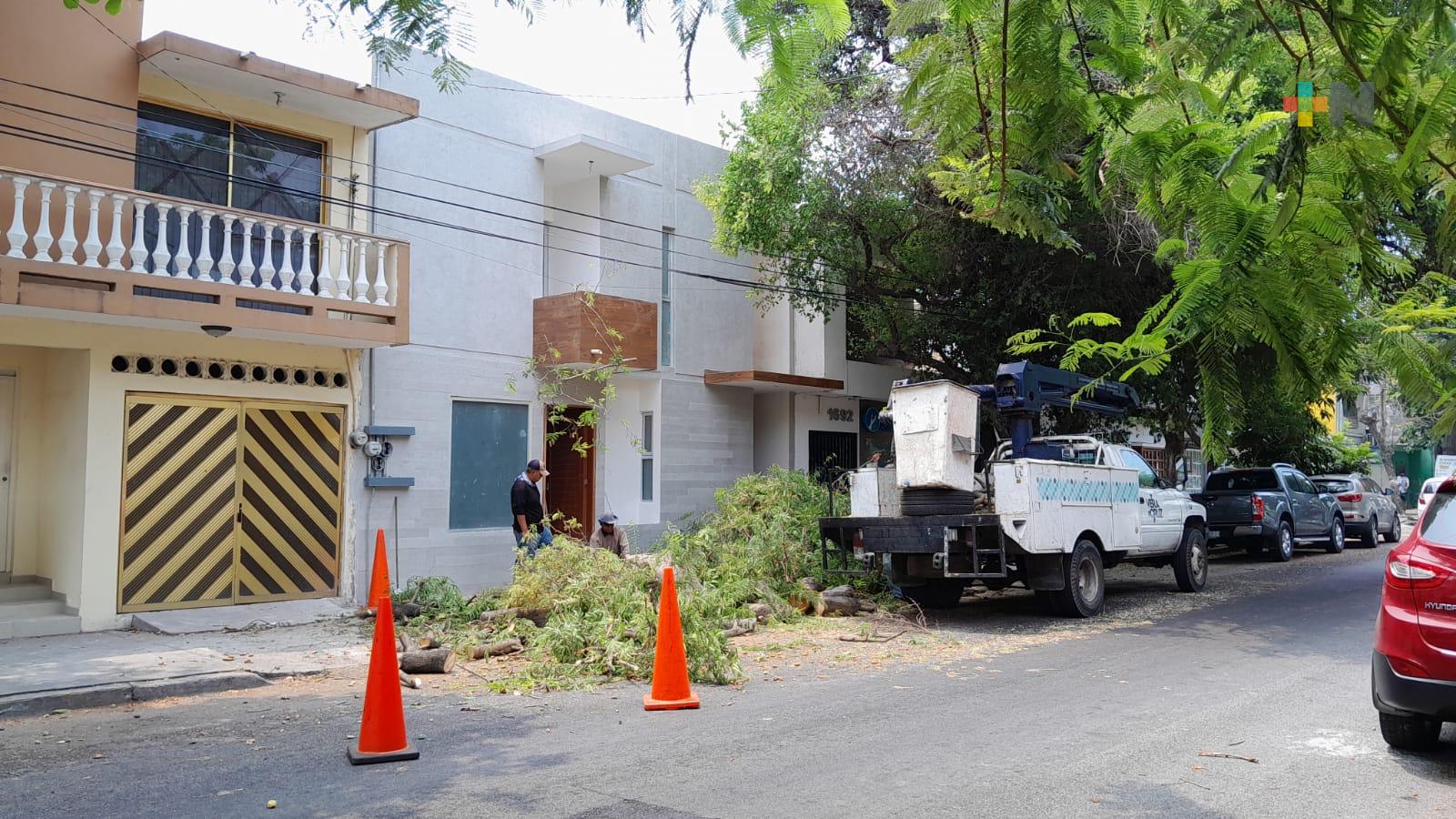 Vecinos inconformes por tala de árbol de tamarindo en Veracruz puerto