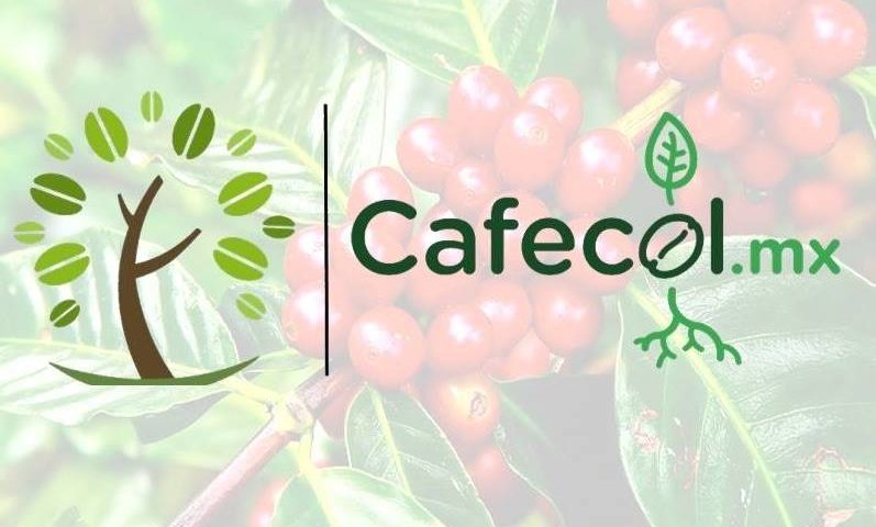 Cafecol realiza estudios en regiones cafetaleras y establecer una marca regional