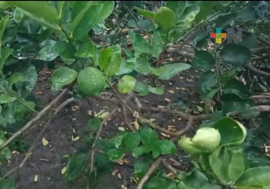Se requieren buenas prácticas agrícolas para producción de cítricos de mejor calidad