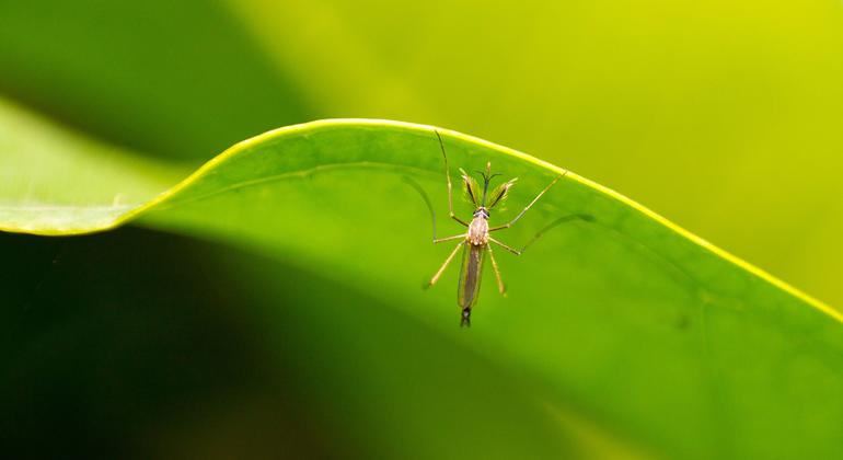OMS precalifica una nueva vacuna contra el dengue