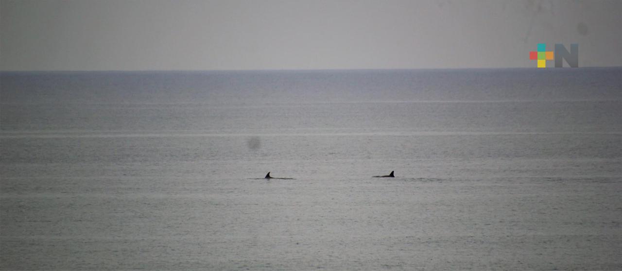Cerca de diez delfines fueron vistos en playa de Coatzacoalcos