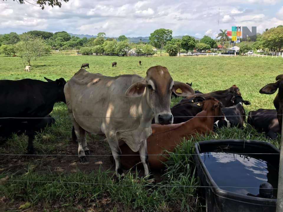 No se va a sacrificar, ni se pondrá en cuarentena los hatos ganaderos de Veracruz
