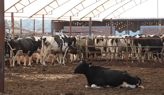Aplica Agricultura esquema de erradicación de la tuberculosis bovina