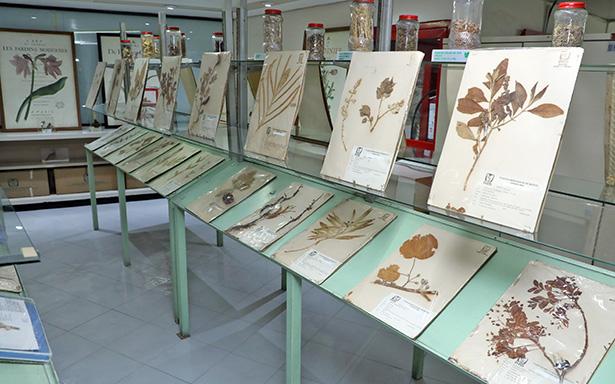 Herbario Medicinal del IMSS apoya en identificación de plantas involucradas en casos clínicos de intoxicación