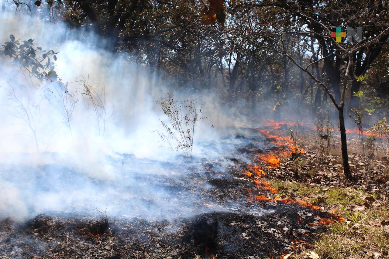 Un incendio forestal liquidado en las altas montañas y uno activo en Tatatila: Conafor