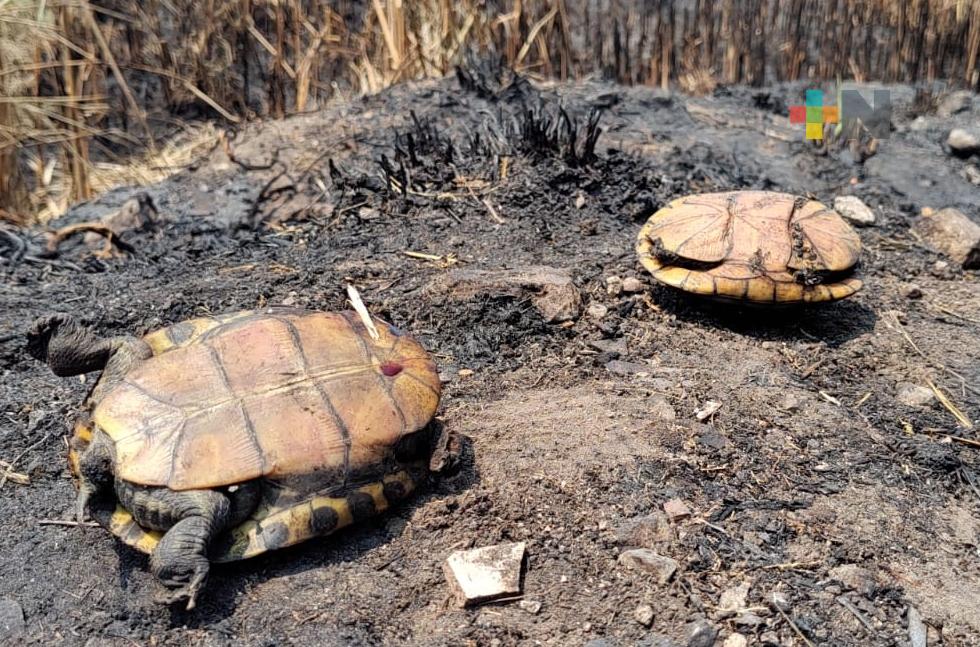 Incendio en Reserva Natural de Humedales deja grave afectaciones al ecosistema