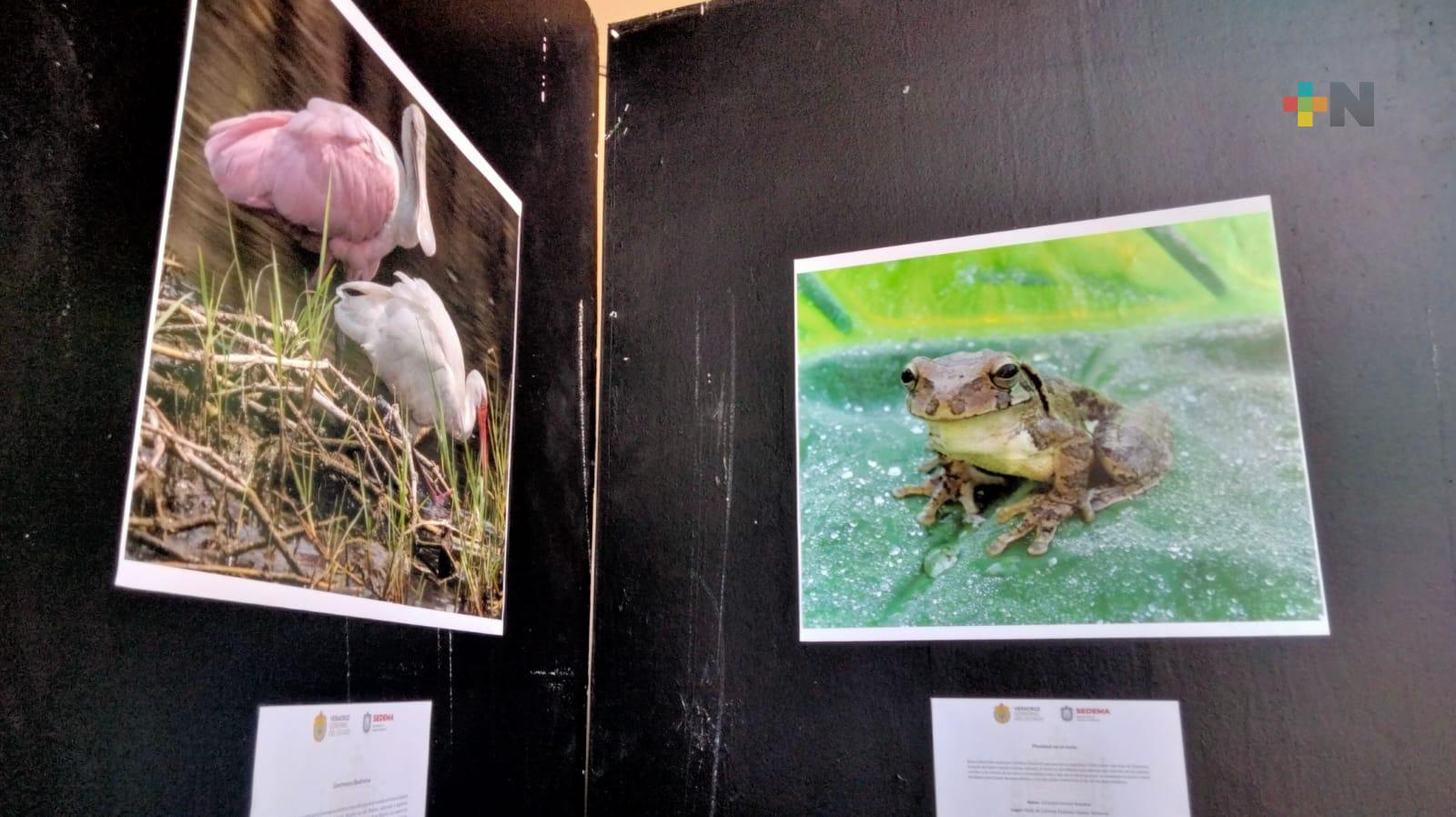 Inauguran exposición fotográfica «Miradas de transformación», en Xalapa