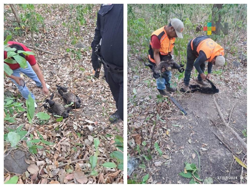 Profesionales voluntarios viajan a Hueyapan de Ocampo; capacitan en apoyo a monos
