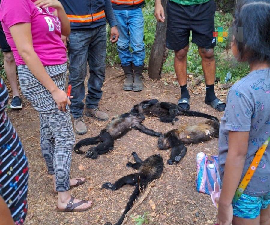 Autoridades dan seguimiento a la atención de primates en el sureste del país