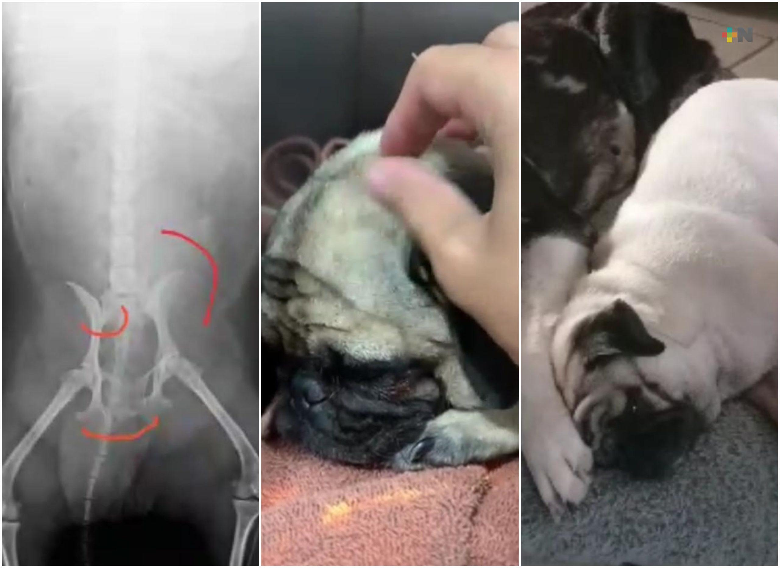 Piden apoyo para costear rehabilitación de perrita atropellada en Coatzacoalcos