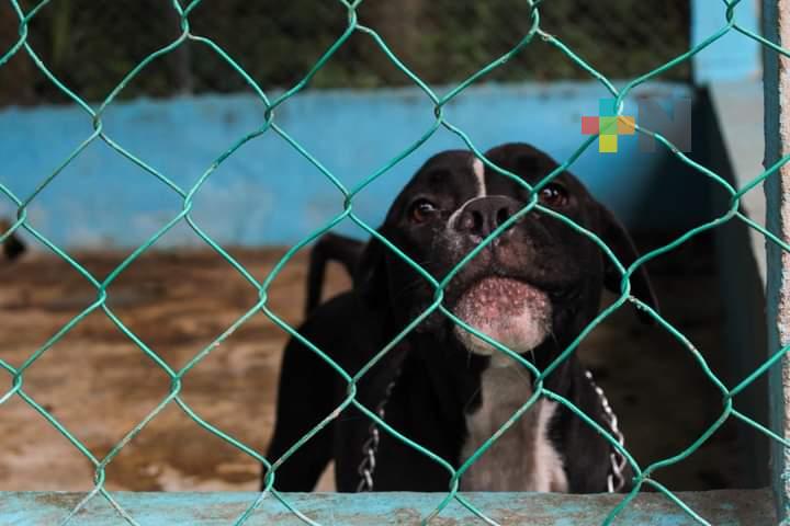 Durante diciembre aumentó la pérdida de perros y gatos en Xalapa