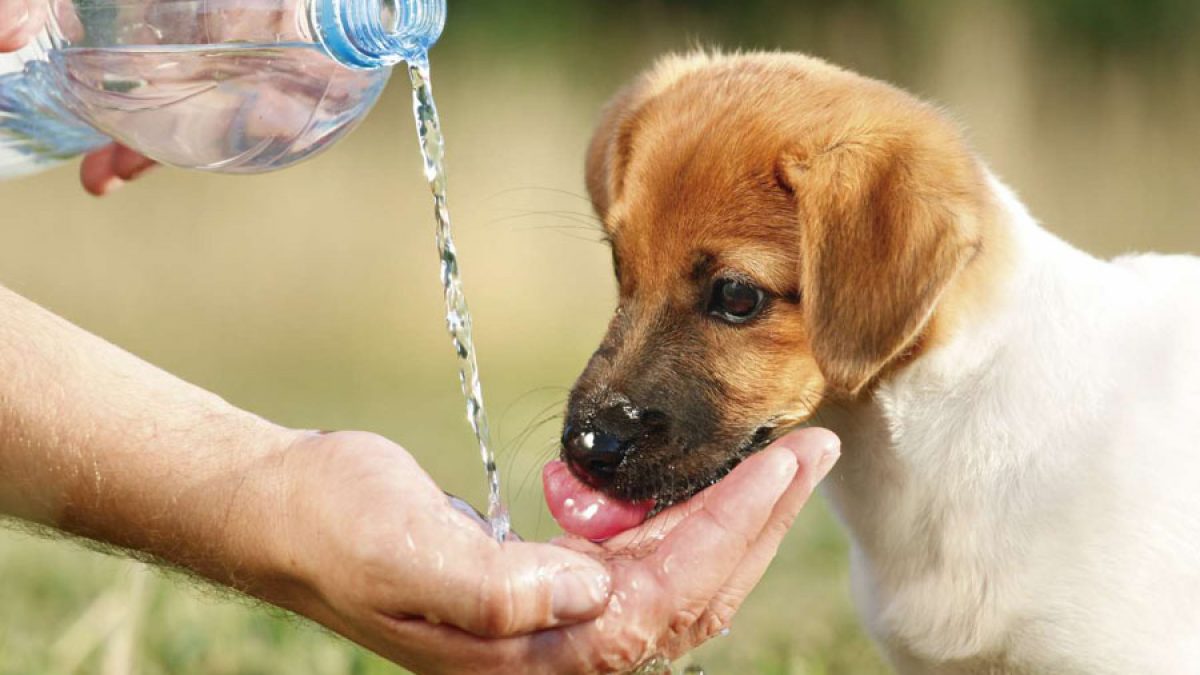 Por ola de calor, SPC recomienda cuidados especiales para cuidado de mascotas