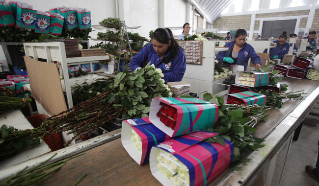 Garantizan productores abasto de flores ornamentales para el Día de las Madres