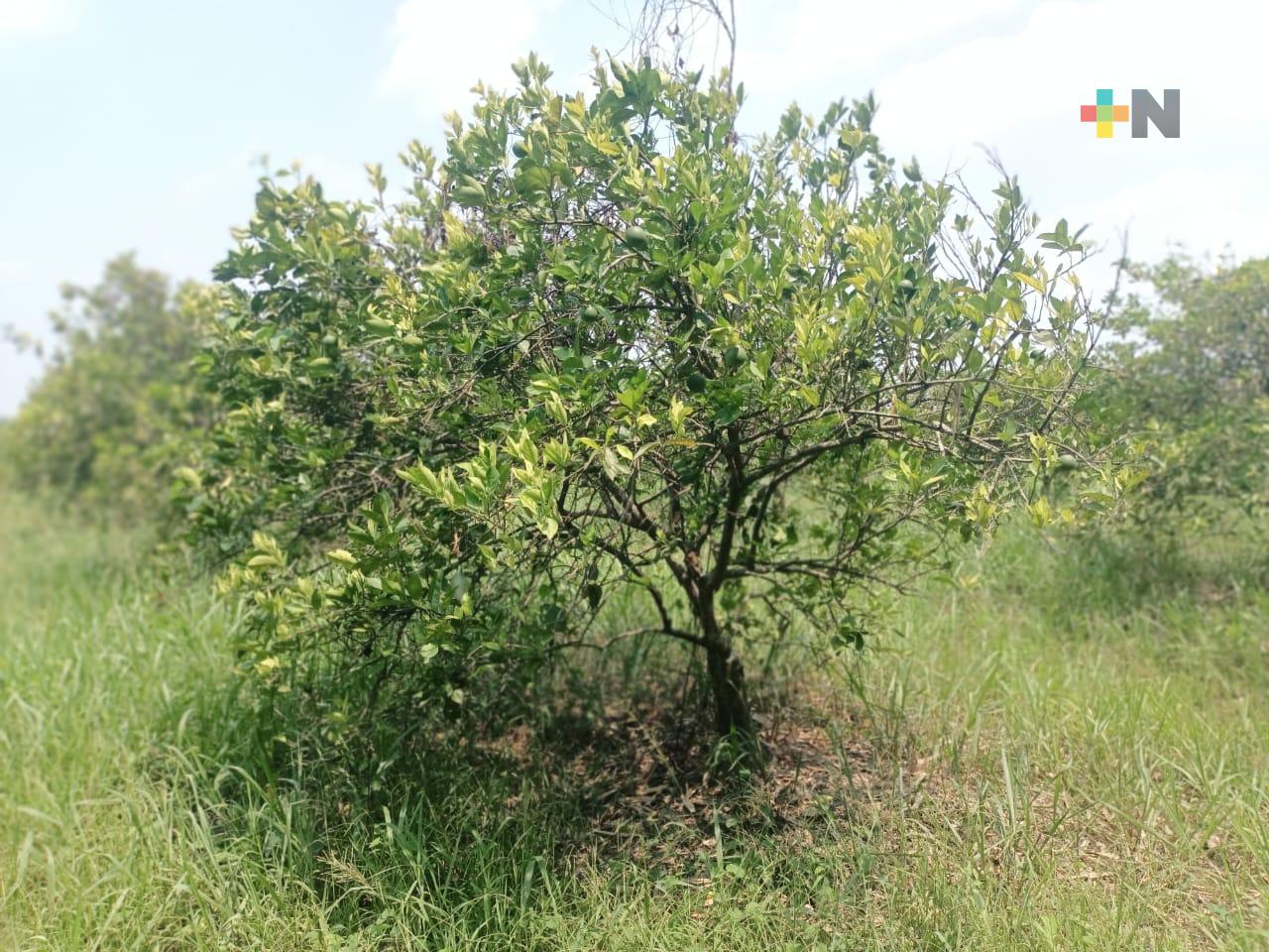 Intensos calores afectan cultivos de cítricos en zona de Martínez de la Torre