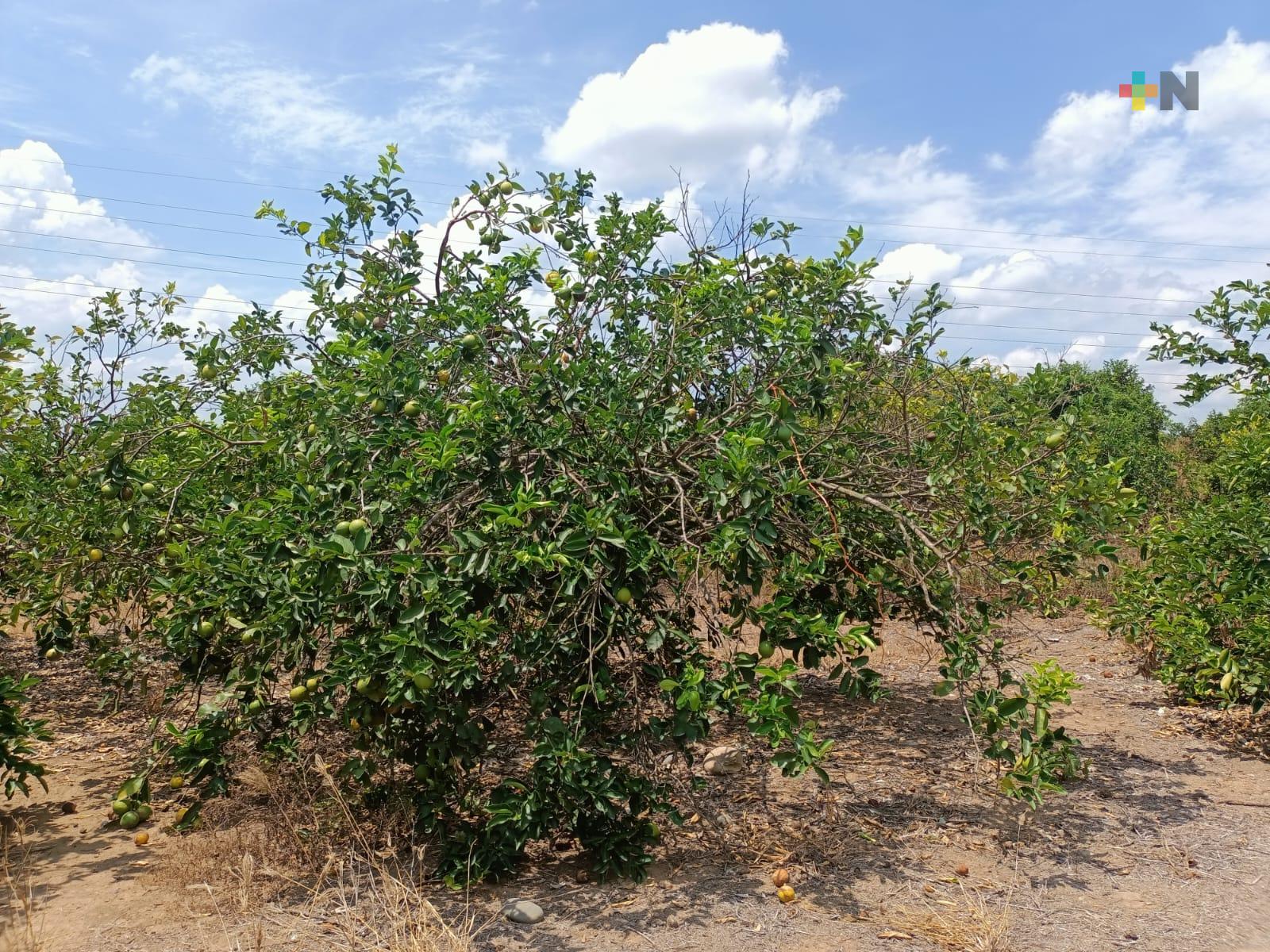 Cítricos resienten sequía y ola de calor en Martínez de la Torre