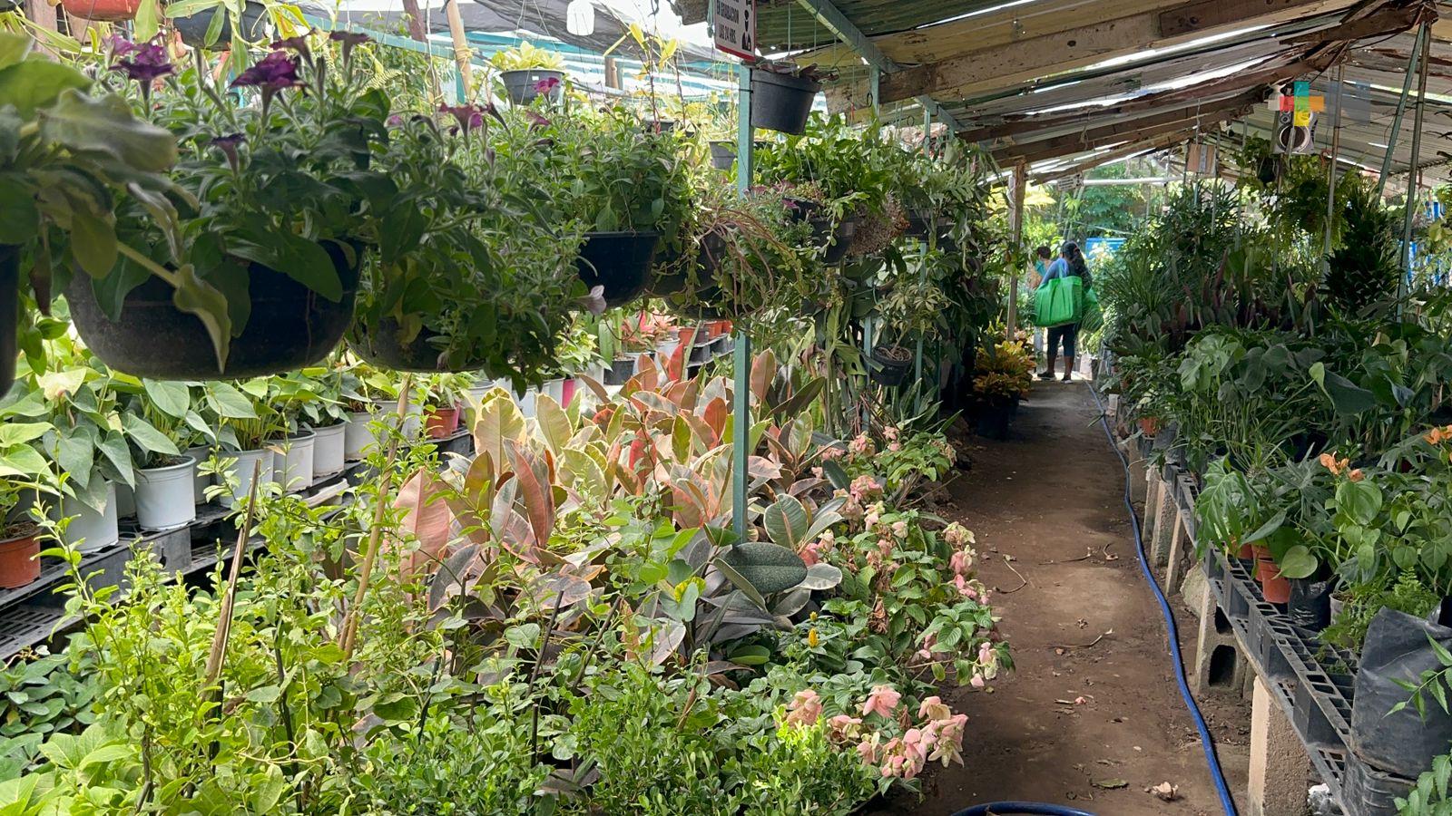 Sembrar árboles se ha vuelto tendencia; temporada de estiaje no es la indicada