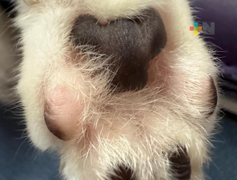 Sugieren cuidar las almohadillas en perros y gatos ante las altas temperaturas