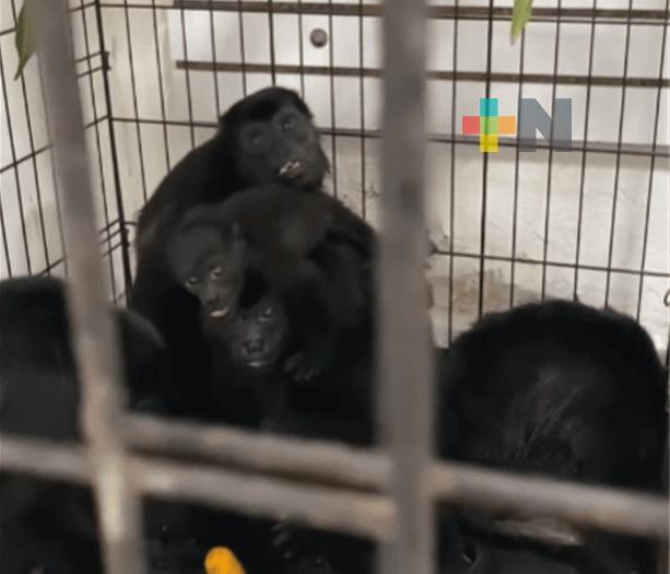 Veterinarios veracruzanos apoyaron atención a monos afectados por calor