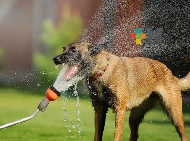 PC Estatal pide a población estar pendiente de sus mascotas por golpes de calor