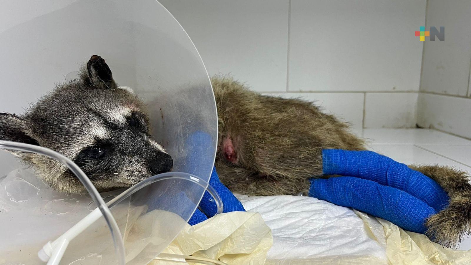 Mapache sufre heridas tras incendio de pastizal en Las Vegas 2