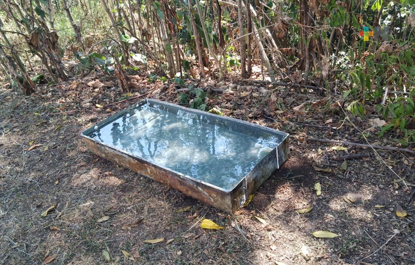 Por temporada de calor, activistas colocarán bebederos en áreas verdes de Xalapa