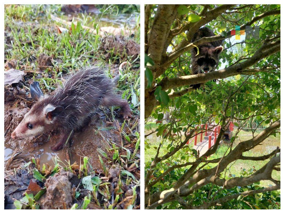 Activistas de Coatzacoalcos recibirán a fauna silvestre que sufran golpes de calor