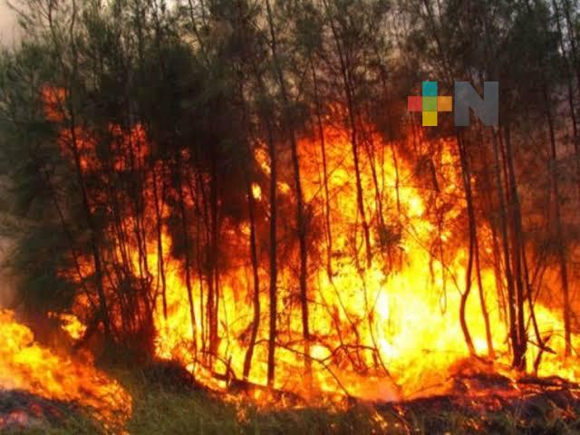 En Veracruz se han presentado 102 incendios forestales con corte al 8 de mayo