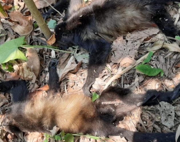 Acciones ante mortandad de monos aulladores en Tabasco y Chiapas