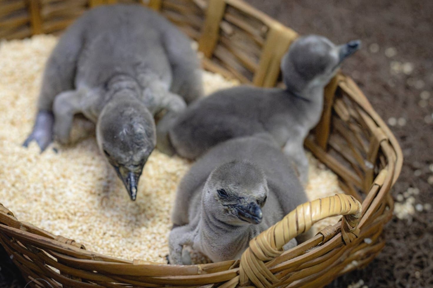 En mayo, nacieron tres pingüinos bebés en el Aquarium de Veracruz