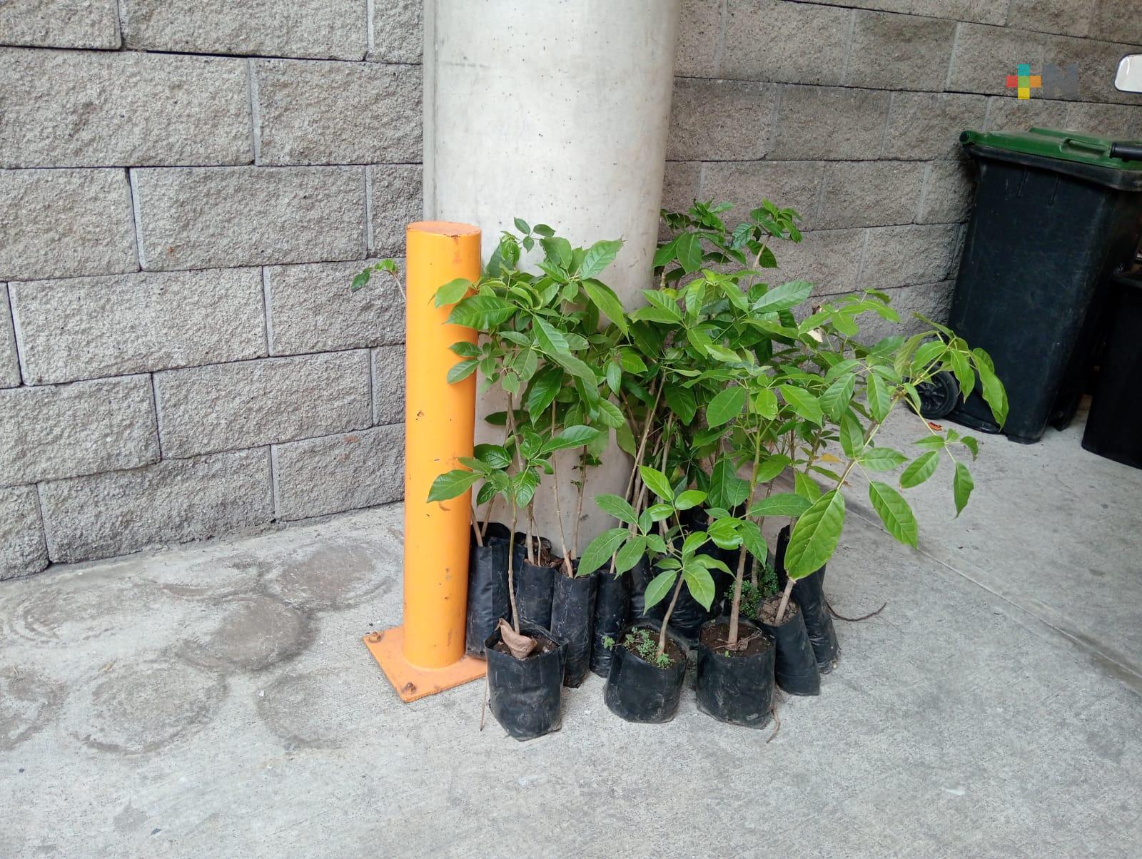 Más de 100 árboles sembraron Bomberos Conurbados en la playa