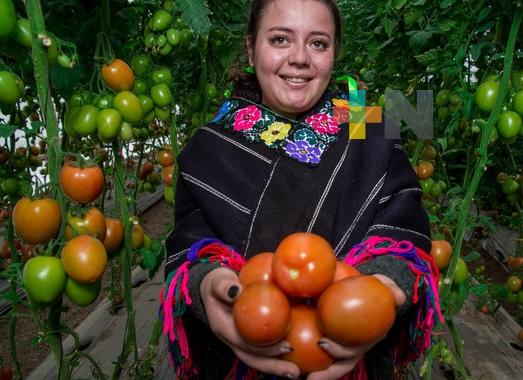 Jitomate mexicano, entre los cinco principales productos agrícolas generadores de divisas