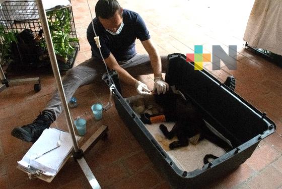 Se atienden a monos saraguatos en Reserva de los Tuxtlas y Catemaco: Semarnat