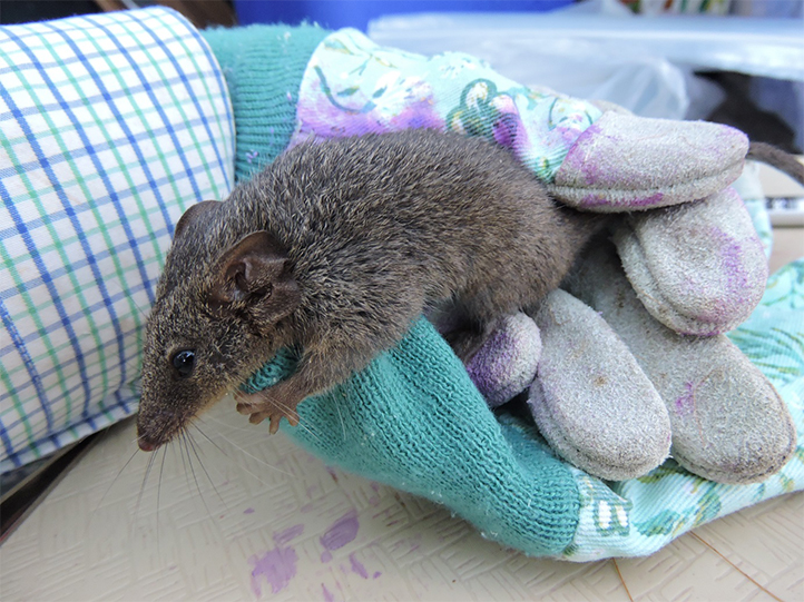 Alumna de posgrado de la UV analiza ecología de roedores en México y Australia