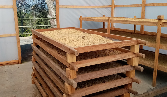 Promueven uso de secadores solares para ahorrar costos a cafetaleros de pequeña escala