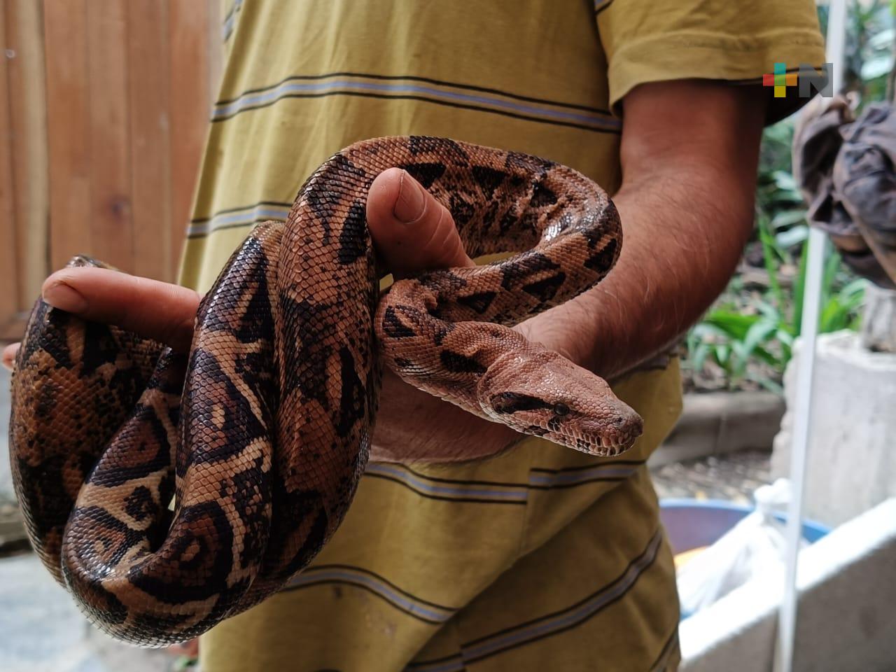 Calor provoca que fauna de la sierra se desplace a zonas urbanas: biólogo