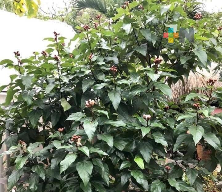 En Coatzacoalcos realizarán campaña de adopción de árboles